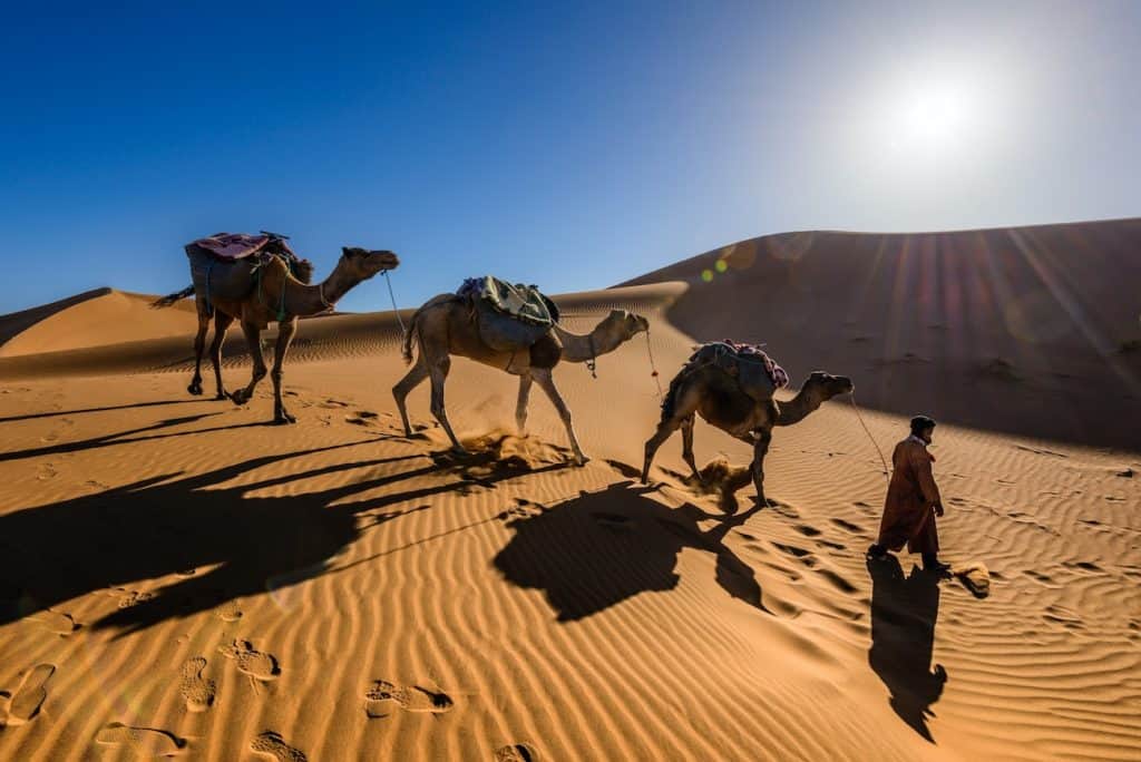Three camels walking over a sand dune in the desert, with a man leading. Evolution of the Lodging Industry hotel motel inn hospitality