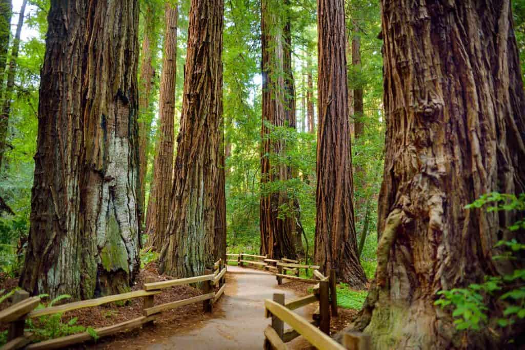 Beautiful sequoia trees as found at Stanislaus National Forest