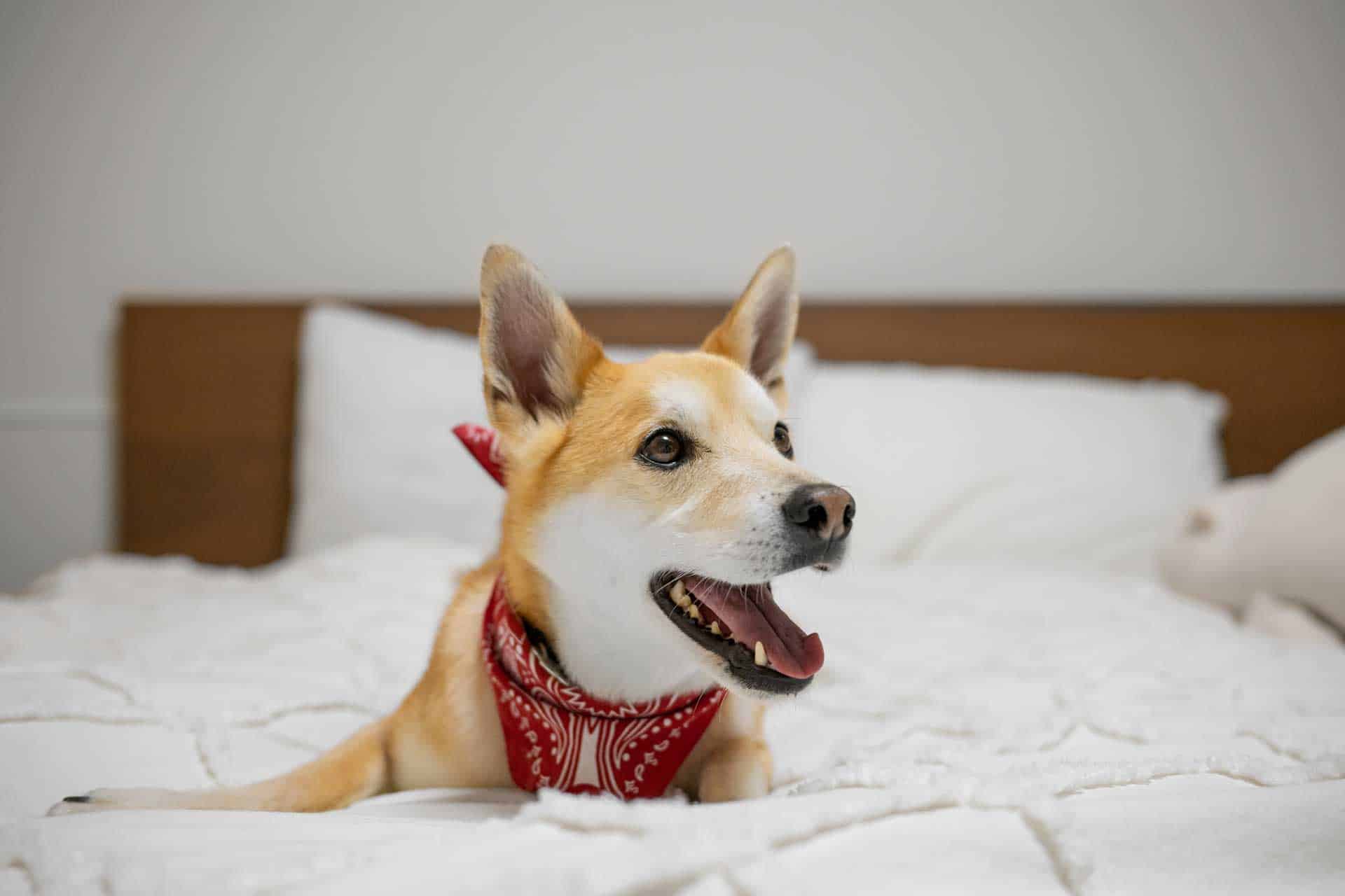 Photo of a dog lying on a bed, illustrating the fact that we are a Pet Friendly Hotel in Turlock